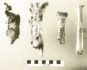 Megafauna metatarsals from various sites (published in Australian Archaeology 53:20).