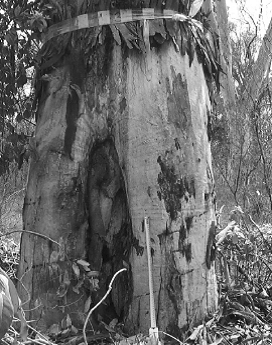 'Aboriginal scar' on tree recording in 1995 in the Wangal Woodland (published in Australian Archaeology 59:60).
