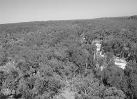 Aerial shot showing the Norman River and adjacent sandstone escarpment to the right of view (published in Australian Archaeology 59:45).