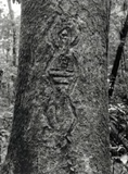 A zoomorphic or anthropomorphic figure carved into the bark of a northern silky oak near Ravenshoe, NE Qld (published in Australian Archaeology 41:17).