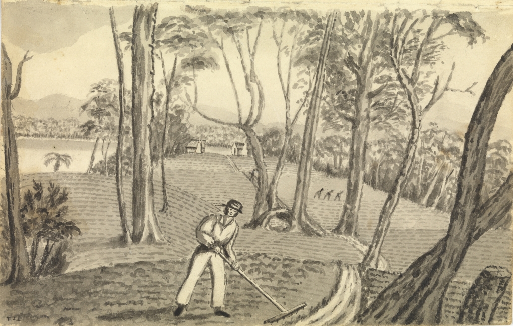 Sketch by Thomas Lempriere showing the gardens on Phillips Island, Macquarie Harbour. Though successful, the gardens required the convicts' constant labour (Courtesy of the Allport Library and Museum of Fine Arts, Tasmanian Archive and Heritage Office).