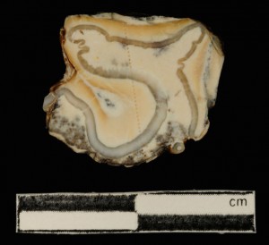 Photograph of sectioned bovid tooth from the Mousterian archaeological site of Rescoundudou in the Massif Central France, showing ablation spots from LA-MC-ICPMS strontium isotope analysis.